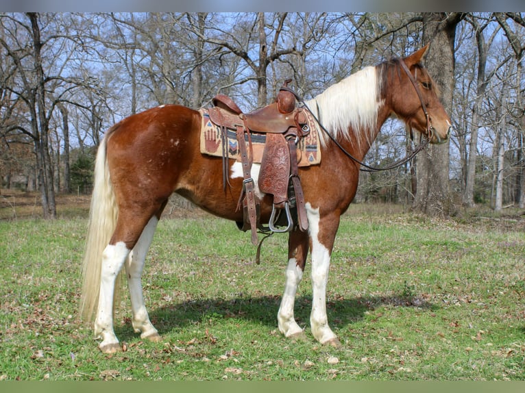 American Paint Horse Yegua 9 años 150 cm Tobiano-todas las-capas in Cushing