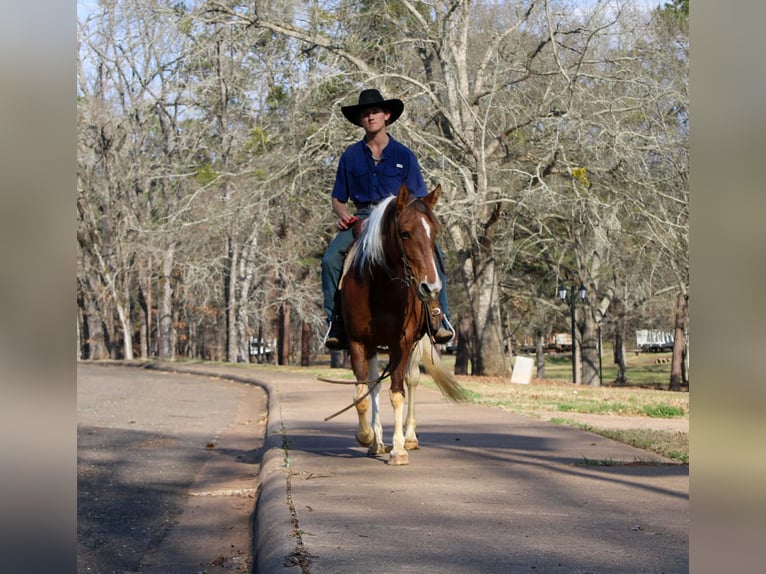 American Paint Horse Yegua 9 años 150 cm Tobiano-todas las-capas in Cushing