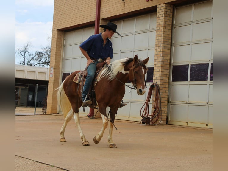 American Paint Horse Yegua 9 años 150 cm Tobiano-todas las-capas in Cushing