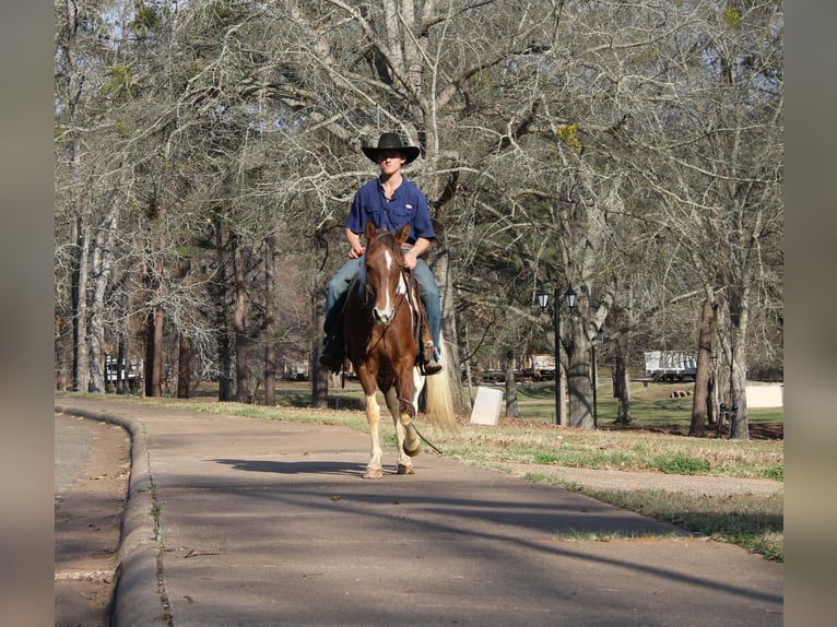 American Paint Horse Yegua 9 años 150 cm Tobiano-todas las-capas in Cushing