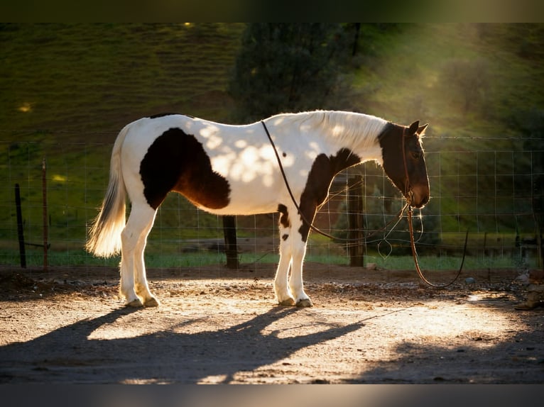 American Paint Horse Yegua 9 años 150 cm Tobiano-todas las-capas in Tres Pinos