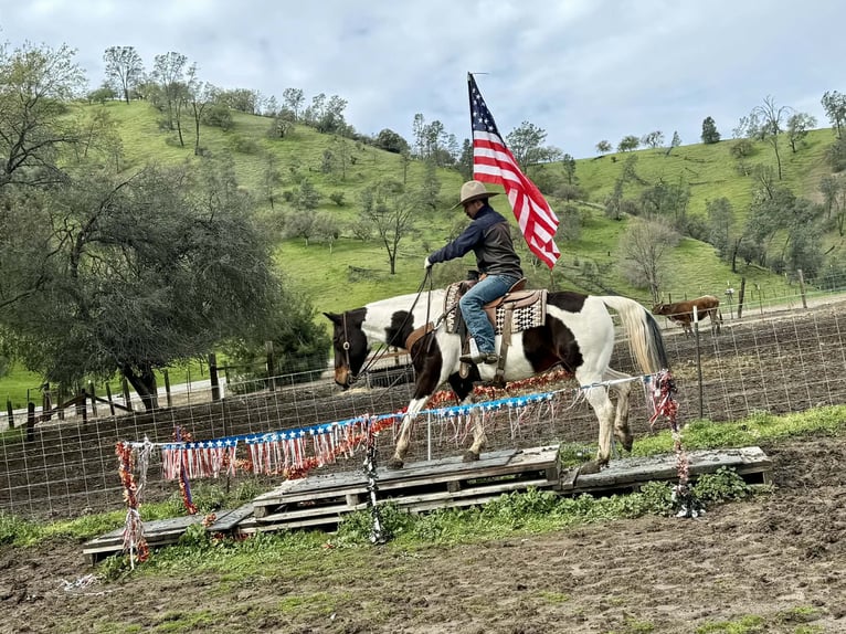American Paint Horse Yegua 9 años 150 cm Tobiano-todas las-capas in Tres Pinos