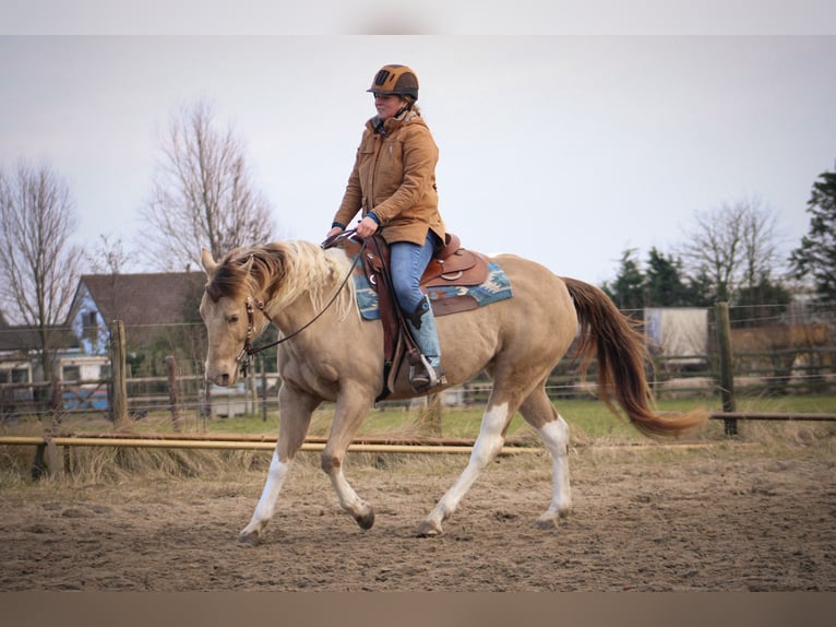 American Paint Horse Yegua 9 años 155 cm Champán in Heemskerk