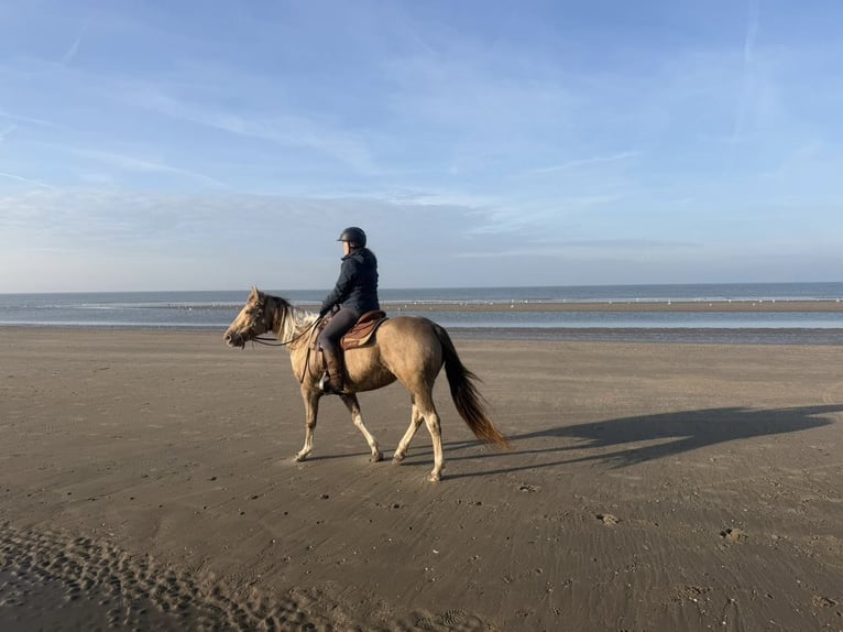 American Paint Horse Yegua 9 años 155 cm Champán in Heemskerk