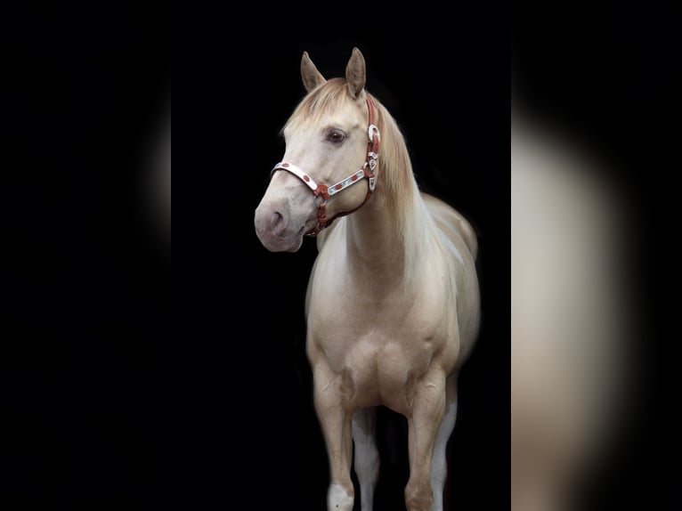 American Paint Horse Yegua 9 años 155 cm Champán in Heemskerk