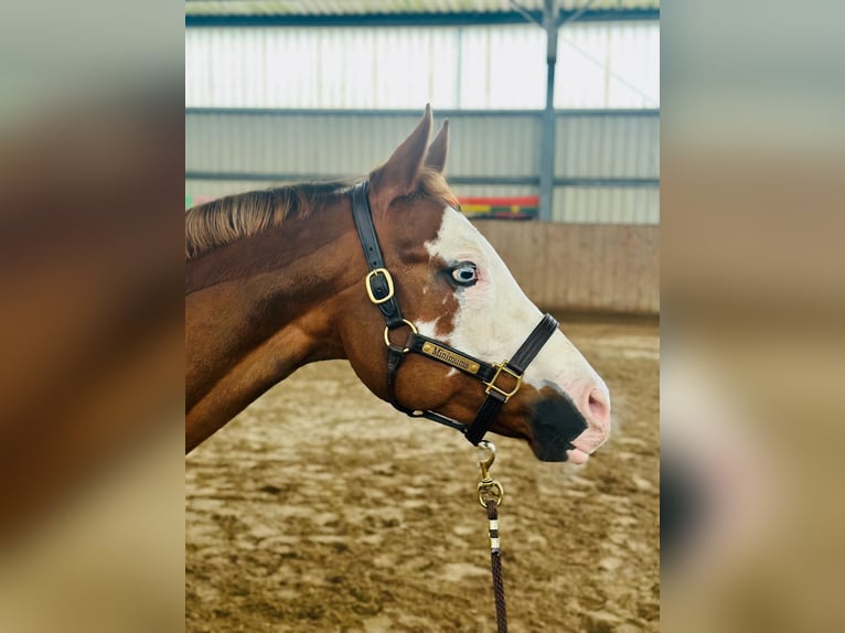 American Paint Horse Yegua 9 años 155 cm Overo-todas las-capas in duvensee