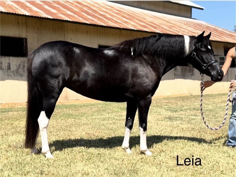 American Paint Horse Mestizo Yegua 9 años Pío in Cleburne