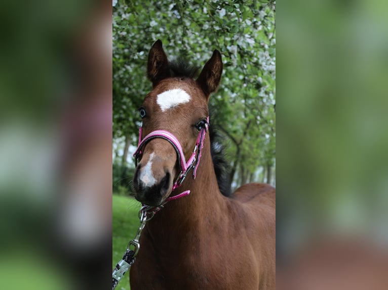 American Paint Horse Yegua Potro (03/2026) 148 cm Castaño in Midwolde