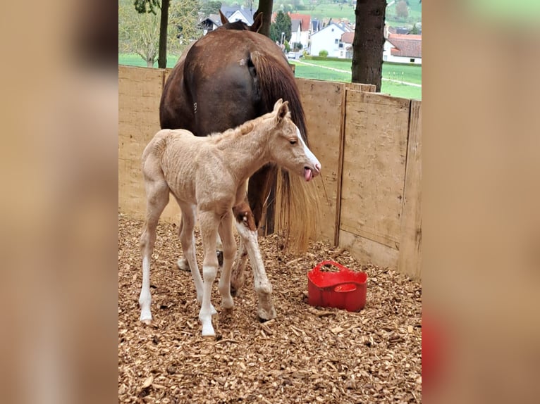 American Paint Horse Yegua Potro (04/2026) 148 cm Palomino in Klingenberg am Main