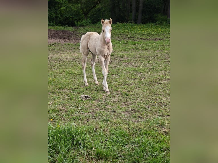 American Paint Horse Yegua Potro (04/2026) 148 cm Palomino in Klingenberg am Main