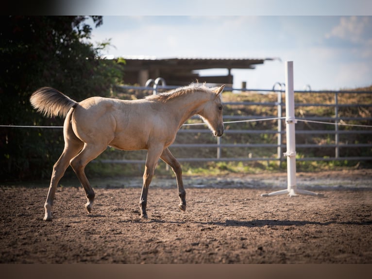 American Paint Horse Yegua Potro (05/2025) 150 cm Buckskin/Bayo in Möllendorf