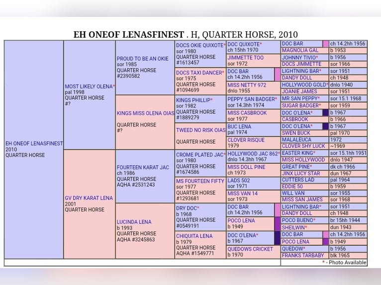 American Paint Horse Yegua Potro (05/2025) 150 cm Buckskin/Bayo in Crailsheim