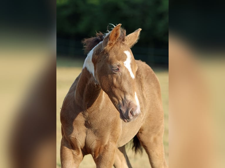 American Paint Horse Yegua Potro (05/2025) 150 cm Champán in Hellenthal