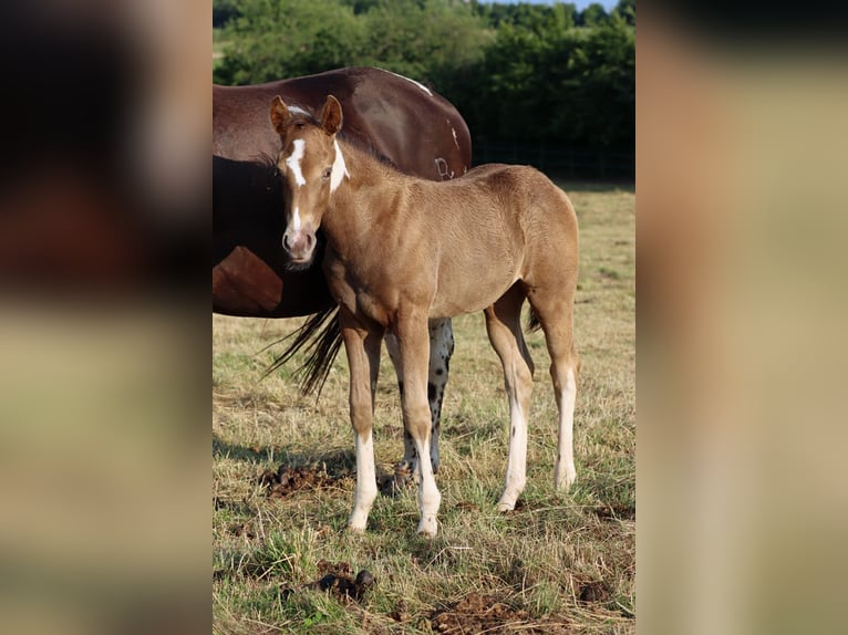 American Paint Horse Yegua Potro (05/2025) 150 cm Champán in Hellenthal