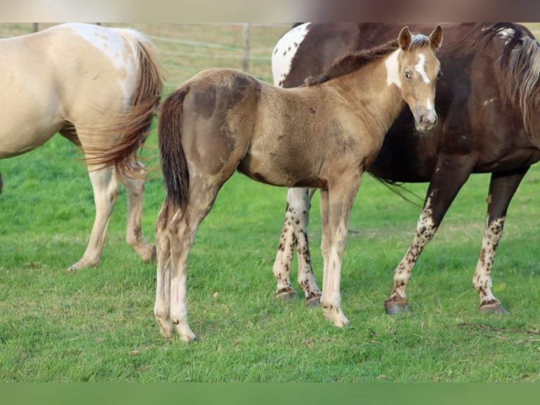 American Paint Horse Yegua Potro (05/2025) 150 cm Champán in Hellenthal