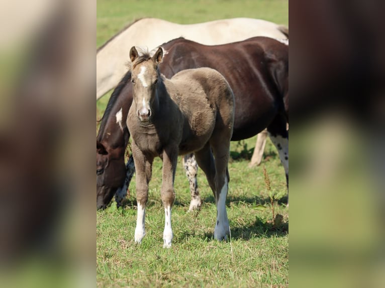 American Paint Horse Yegua Potro (05/2025) 150 cm Champán in Hellenthal