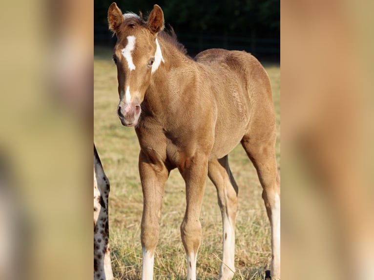 American Paint Horse Yegua Potro (05/2025) 150 cm Champán in Hellenthal