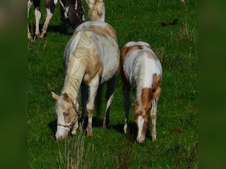 American Paint Horse Yegua Potro (05/2025) 150 cm Champán in Obertaufkirchen