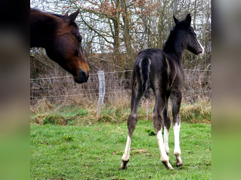 American Paint Horse Yegua Potro (03/2026) 150 cm Overo-todas las-capas in Velpke