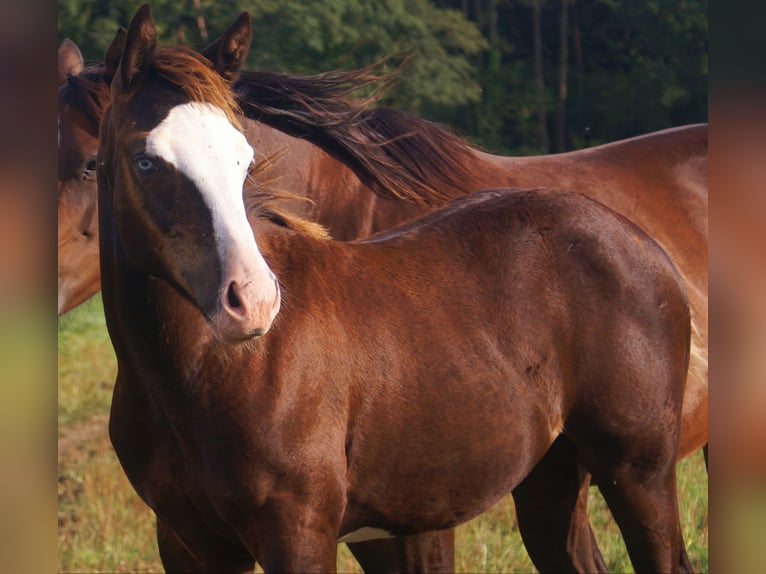 American Paint Horse Yegua Potro (03/2026) 150 cm Overo-todas las-capas in Velpke