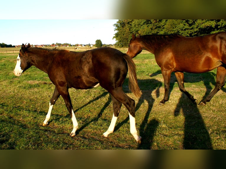 American Paint Horse Yegua Potro (03/2026) 150 cm Overo-todas las-capas in Velpke
