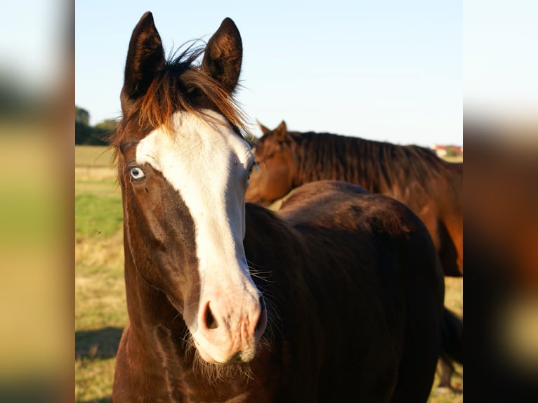 American Paint Horse Yegua Potro (03/2026) 150 cm Overo-todas las-capas in Velpke