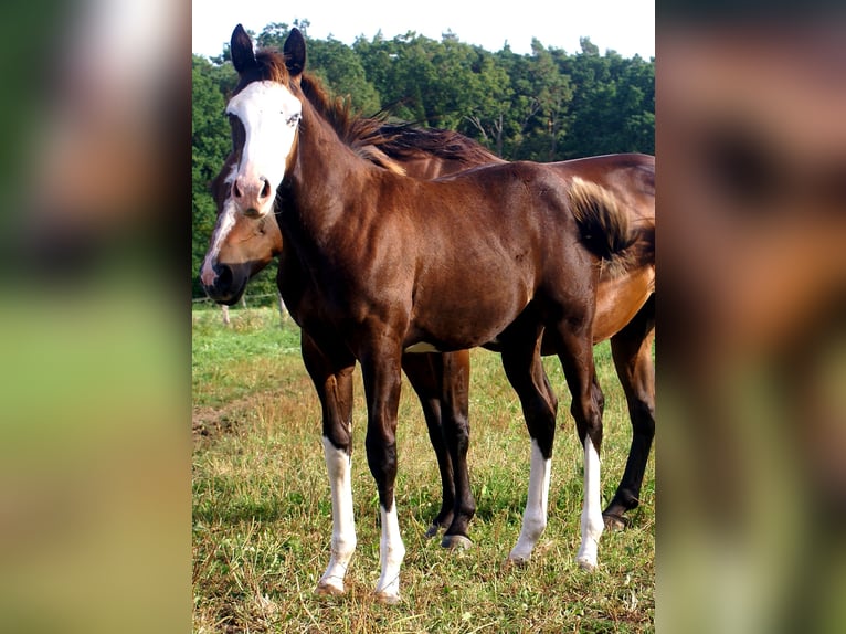American Paint Horse Yegua Potro (03/2026) 150 cm Overo-todas las-capas in Velpke