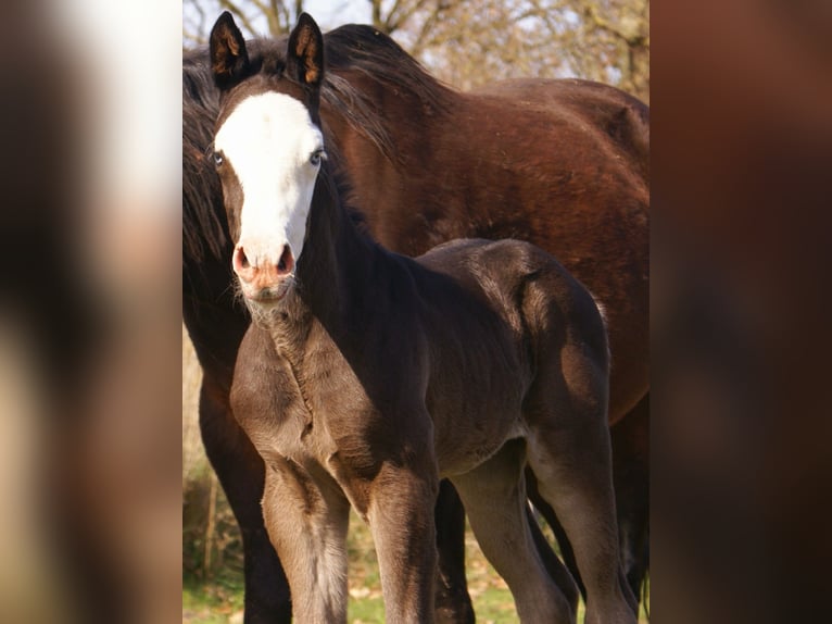 American Paint Horse Yegua Potro (03/2026) 150 cm Overo-todas las-capas in Velpke