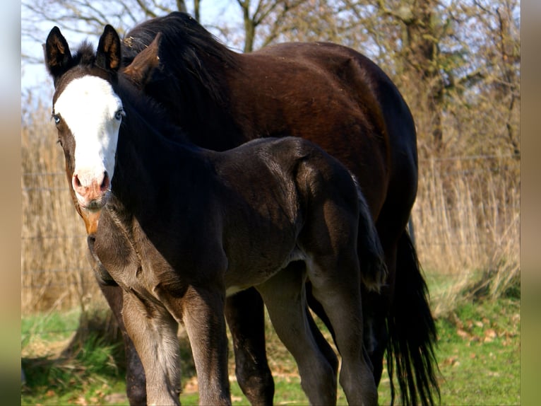 American Paint Horse Yegua Potro (03/2026) 150 cm Overo-todas las-capas in Velpke