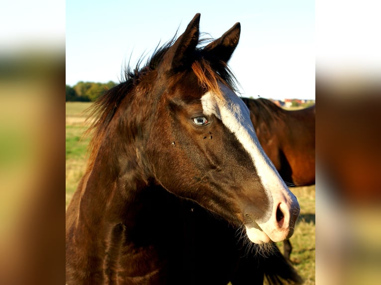 American Paint Horse Yegua Potro (03/2026) 150 cm Overo-todas las-capas in Velpke