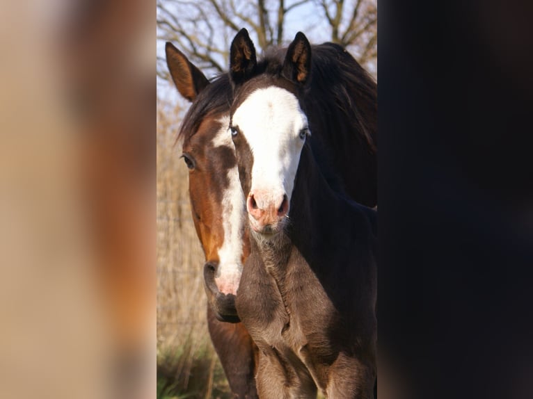 American Paint Horse Yegua Potro (03/2026) 150 cm Overo-todas las-capas in Velpke