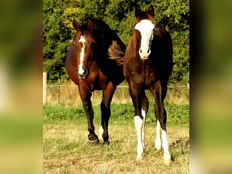 American Paint Horse Yegua Potro (03/2026) 150 cm Overo-todas las-capas in Velpke