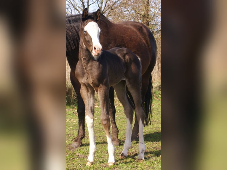 American Paint Horse Yegua Potro (03/2026) 150 cm Overo-todas las-capas in Velpke