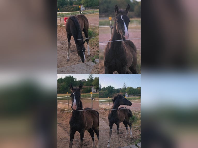 American Paint Horse Yegua Potro (04/2026) 152 cm Negro in Schlüsselfeld