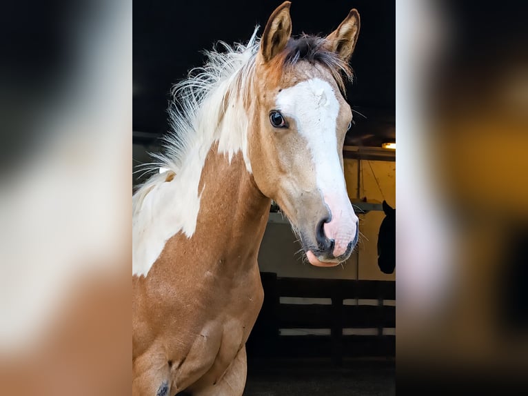 American Paint Horse Yegua Potro (04/2026) 152 cm Pío in Danstedt