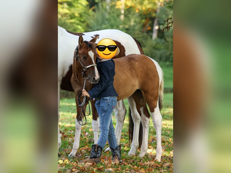 American Paint Horse Yegua Potro (05/2025) 153 cm Bayo in Gangelt