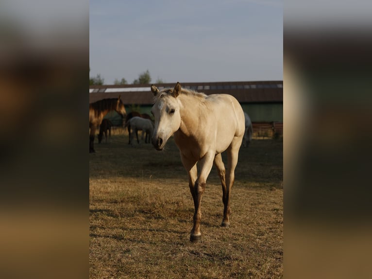 American Paint Horse Yegua Potro (04/2026) 153 cm Buckskin/Bayo in Rödinghausen