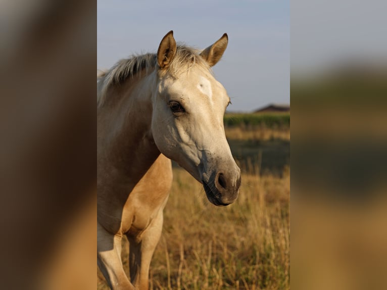 American Paint Horse Yegua Potro (04/2026) 153 cm Buckskin/Bayo in Rödinghausen