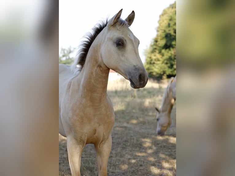 American Paint Horse Yegua Potro (04/2026) 153 cm Buckskin/Bayo in Rödinghausen
