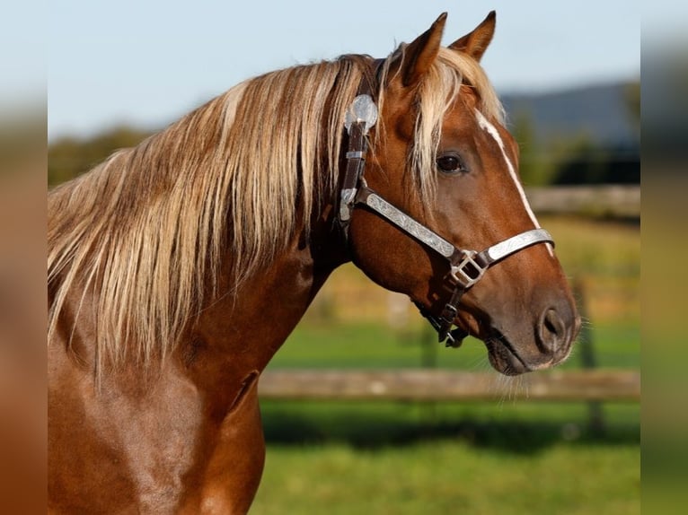 American Paint Horse Yegua Potro (04/2026) 153 cm Buckskin/Bayo in Rödinghausen