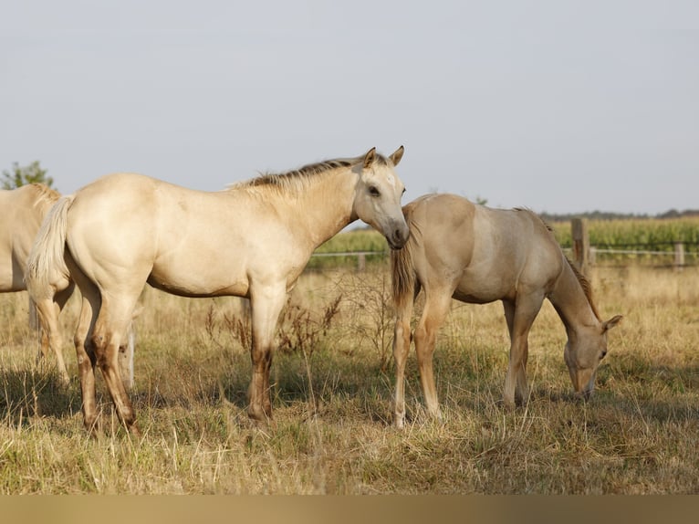 American Paint Horse Yegua Potro (04/2026) 153 cm Buckskin/Bayo in Rödinghausen