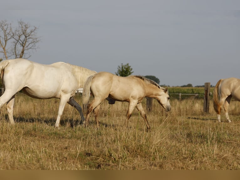 American Paint Horse Yegua Potro (04/2026) 153 cm Buckskin/Bayo in Rödinghausen