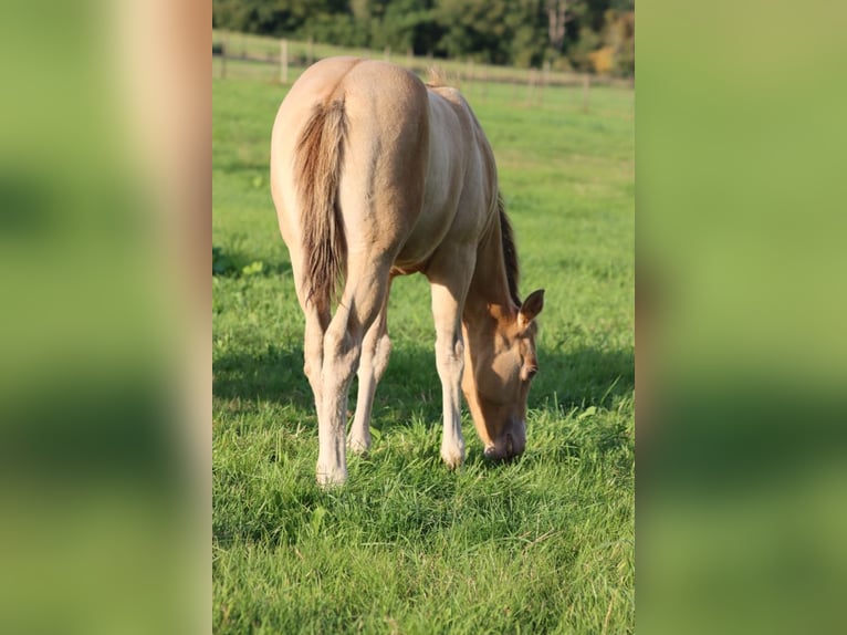 American Paint Horse Yegua Potro (05/2025) 153 cm Champán in Hellenthal