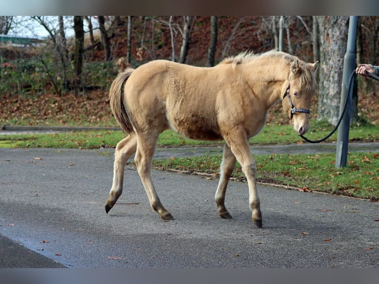 American Paint Horse Yegua Potro (05/2025) 153 cm Champán in Hellenthal