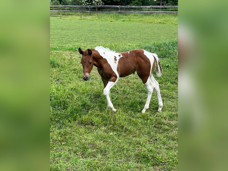 American Paint Horse Yegua Potro (05/2026) 153 cm Tobiano-todas las-capas in Willerstedt