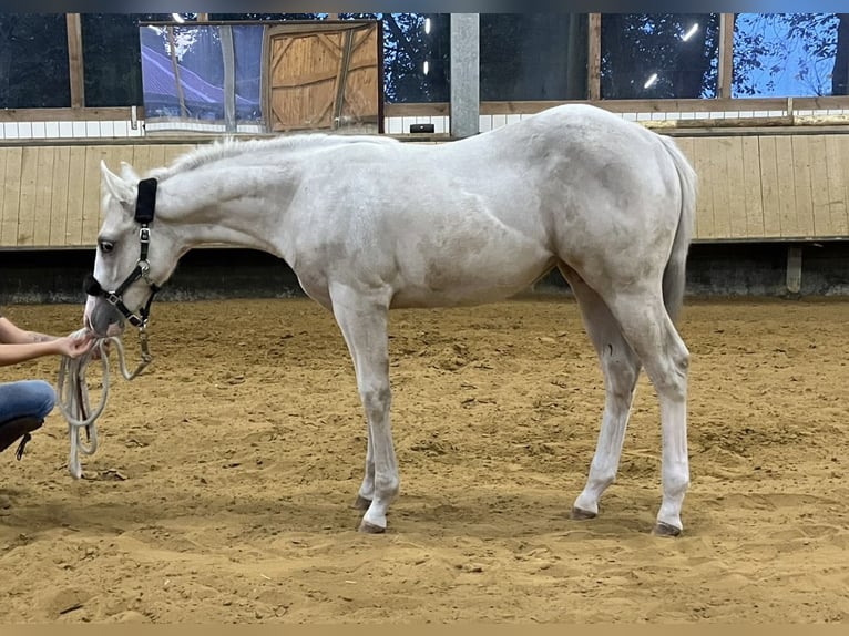 American Paint Horse Yegua Potro (04/2026) 154 cm Palomino in Dinslaken