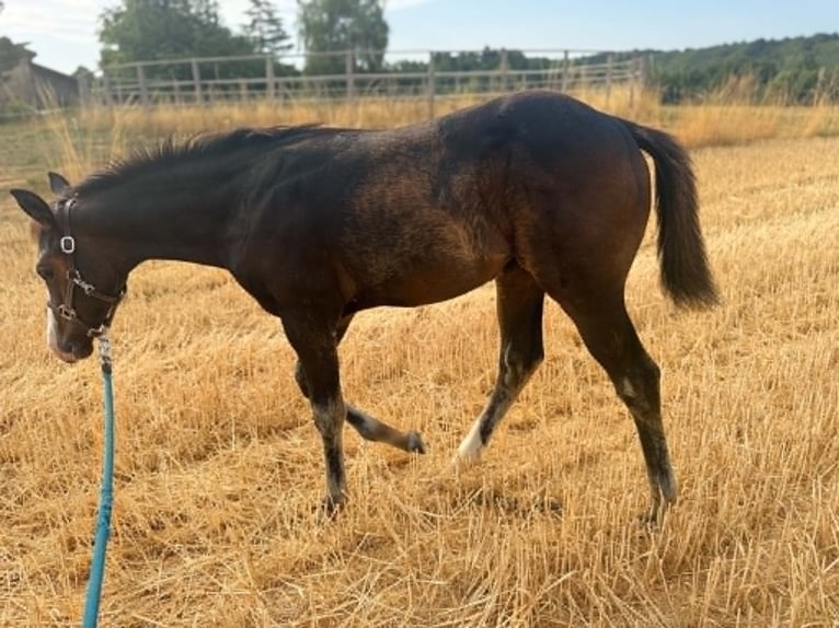 American Paint Horse Yegua Potro (04/2026) 155 cm Castaño oscuro in Thodure
