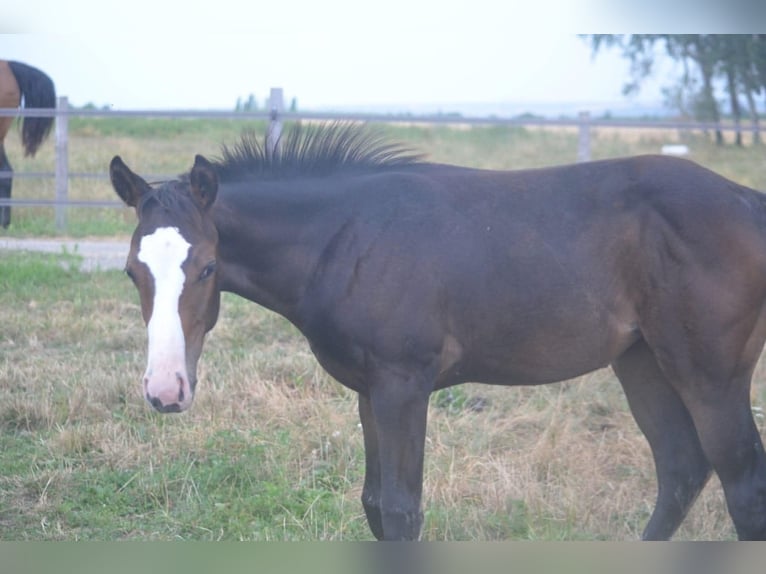 American Paint Horse Yegua Potro (04/2026) 155 cm Castaño oscuro in Thodure