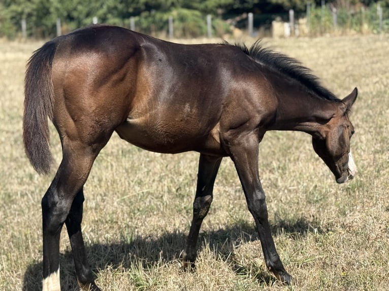 American Paint Horse Yegua Potro (04/2026) 155 cm Castaño oscuro in Thodure