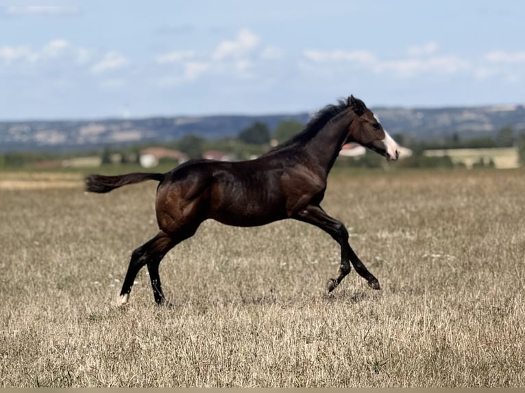 American Paint Horse Yegua Potro (04/2026) 155 cm Castaño oscuro in Thodure